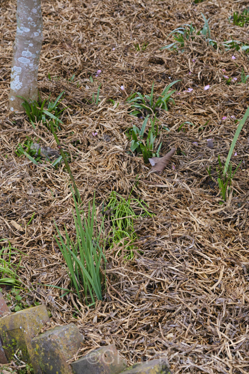 A garden with a mulch of pea straw, which is the dried tops of a crop of peas (<i>Pisum sativum</i>). The straw forms a good mulch breaks down quickly, acting as not only a mulch, but also a soil conditioner and fertiliser. soil-scenes-3712htm'>Soils and Soil. Related. Scenes</a>