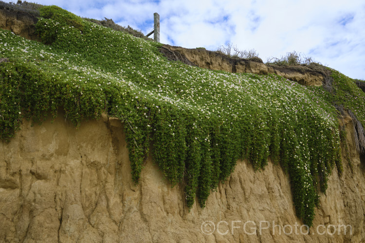 A low coastal loess cliff near. Timaru, South Canterbury, New Zealand due to high storm tides. The fence post visible at the top of this photo was several metres form the cliff edge only a few years before. The blanket of iceplant provides some protection from heavy rain on top of the cliff but can do nothing to stop the sea eroding the soft base, eventually causing the loess to collapse under its own weight. soil-scenes-3712htm'>Soils and Soil. Related. Scenes</a>