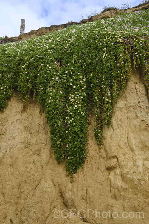 A low coastal loess cliff near. Timaru, South Canterbury, New Zealand due to high storm tides. The fence post visible at the top of this photo was several metres form the cliff edge only a few years before. The blanket of iceplant provides some protection from heavy rain on top of the cliff but can do nothing to stop the sea eroding the soft base, eventually causing the loess to collapse under its own weight. soil-scenes-3712htm'>Soils and Soil. Related. Scenes</a>