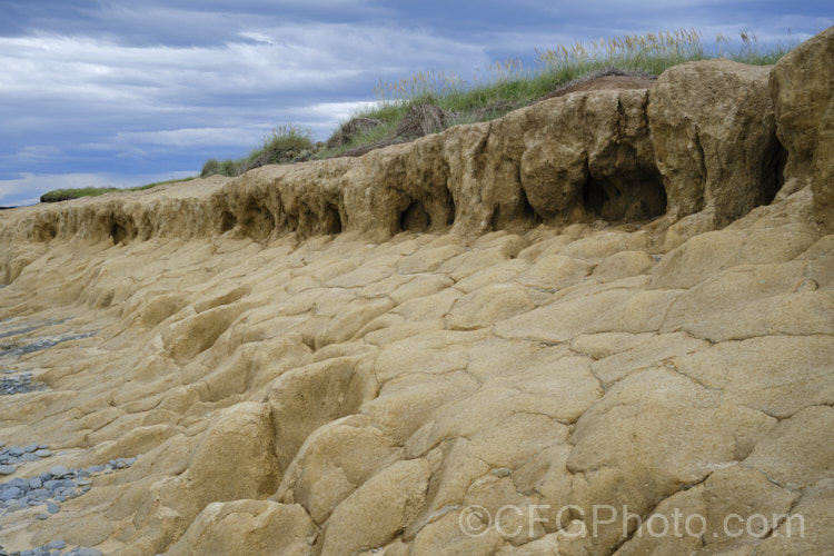 This thick layer of yellowish loess is common in South Canterbury, New Zealand As seen here, the darker layer of topsoil is quite thin, which can severely limit the depth to which roots development, as the loess is often dense, anaerobic and difficult for roots to penetrate, especially where it combines with the thick grey clay often found in the same areas. soil-scenes-3712htm'>Soils and Soil. Related. Scenes</a>