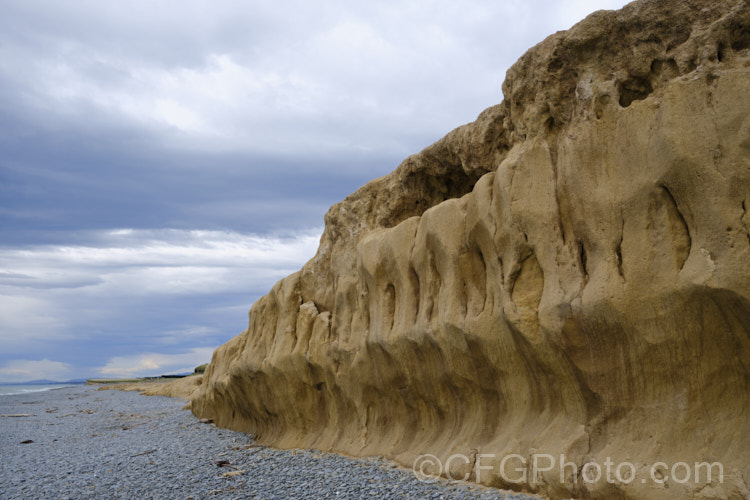 This thick layer of yellowish loess is common in South Canterbury, New Zealand As seen here, the darker layer of topsoil is quite thin, which can severely limit the depth to which roots development, as the loess is often dense, anaerobic and difficult for roots to penetrate, especially where it combines with the thick grey clay often found in the same areas. soil-scenes-3712htm'>Soils and Soil. Related. Scenes</a>