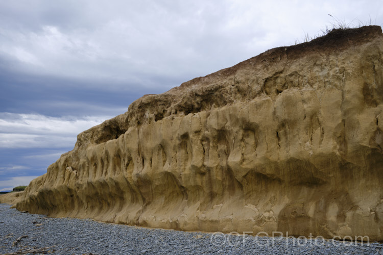 This thick layer of yellowish loess is common in South Canterbury, New Zealand As seen here, the darker layer of topsoil is quite thin, which can severely limit the depth to which roots development, as the loess is often dense, anaerobic and difficult for roots to penetrate, especially where it combines with the thick grey clay often found in the same areas. soil-scenes-3712htm'>Soils and Soil. Related. Scenes</a>