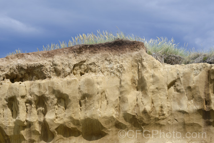 This thick layer of yellowish loess is common in South Canterbury, New Zealand As seen here, the darker layer of topsoil is quite thin, which can severely limit the depth to which roots development, as the loess is often dense, anaerobic and difficult for roots to penetrate, especially where it combines with the thick grey clay often found in the same areas. soil-scenes-3712htm'>Soils and Soil. Related. Scenes</a>