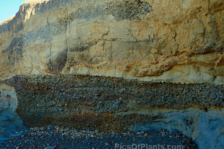 The path of an old stream is clearly revealed by the layers of gravel deposited in the loess that has covered a coastal peat swamp near St Andrews, South Canterbury, New Zealand. Before being tamed, Canterbury's braided gravel riverbeds meandered across the plains in numerous temporary riverbeds, often flooding and changing course.