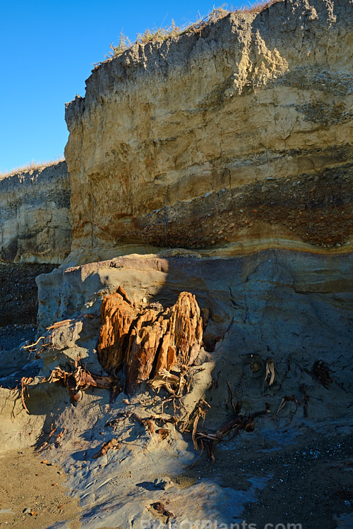 An ancient totara (<i>Podocarpus totara</i>) stump exposed after a winter storm scoured the remnants of a coastal peat swamp near St Andrews, South Canterbury, New Zealand. Probably originally a bush-edged lagoon some distance from the shore, it gradually filled in with reeds that decayed into peat. This naturally anaerobic environment preserves the organic matter, which was further protected with a layer of windblown loess clay. This then formed the bed of streams that brought layers of gravel from the mountains, which then mixed and then became tightly bound with more clay until the peat was eventually covered to a depth of around 4 metres. Then, as the seas advanced and eroded the shore, the peat, seen here in the foreground, and old tree trunks became exposed. The layers of deposition also became clearly visible.