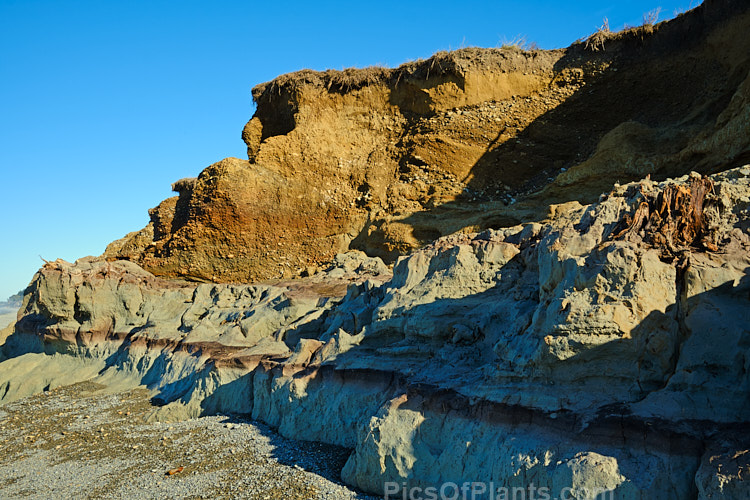 A clearly delineated soil profile at an an old coastal peat swamp near St Andrews, South Canterbury, New Zealand. Here a winter storm has exposed the various layers of clay, gravel and ancient vegetation as well as the blue-grey clay beneath them.