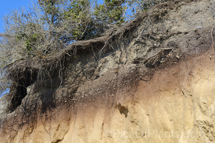 A soil profile is South Canterbury, New Zealand exposed by coastal erosion. At the bottom is accumulated windblown loess, then a peaty layer, probably formed by sedges and vegetation around marshes or a coastal lagoon. Above that is an increasing amount of gravel, probably deposited by flooding or course changes in the braided rivers common in this area. The whole is topped with a thin, light topsoil