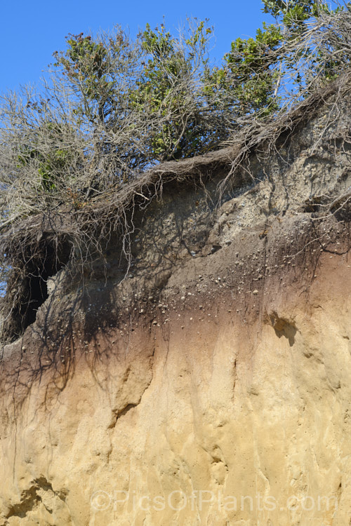 A soil profile is South Canterbury, New Zealand exposed by coastal erosion. At the bottom is accumulated windblown loess, then a peaty layer, probably formed by sedges and vegetation around marshes or a coastal lagoon. Above that is an increasing amount of gravel, probably deposited by flooding or course changes in the braided rivers common in this area. The whole is topped with a thin, light topsoil