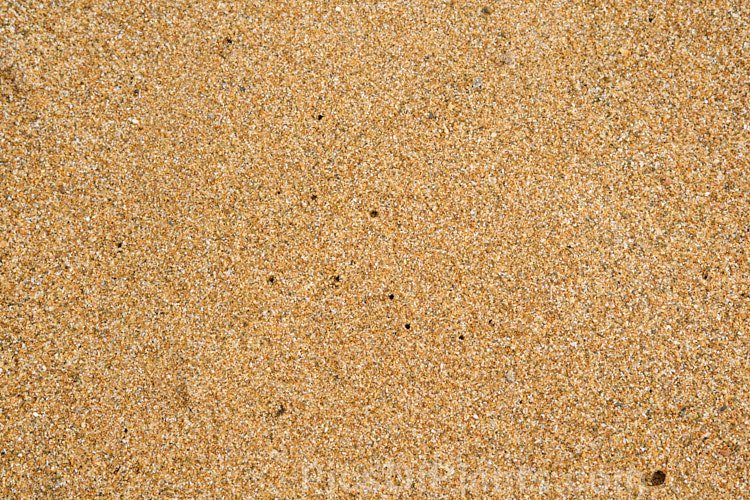 Soft golden sand composed of grains of various pale shades.