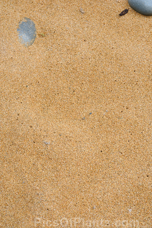 Soft golden sand composed of grains of various pale shades.