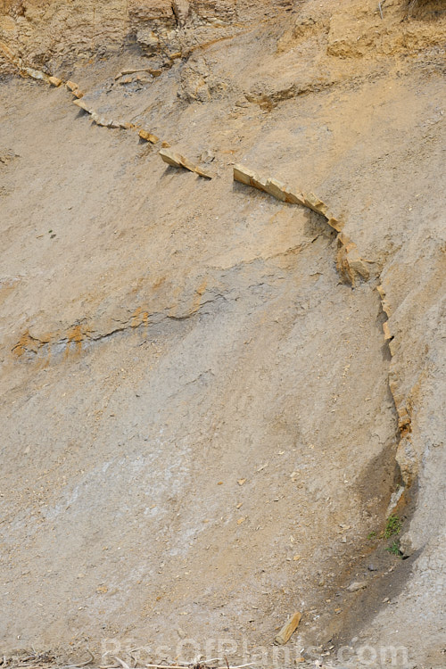 A section of ancient floor that over hundreds of thousands of years has been uplifted to diagonally span most of a 15m high cliff face. Such movements are an important part of coastal soil formation. North Otago, New Zealand.