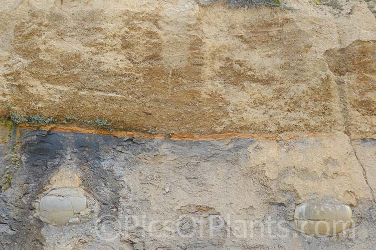 A coastal clay cliff face at Hampden, near Moeraki, Otago, New Zealand. The soil layers formed through the movement of the seabed are clearly visible. Near spherical boulders form under pressure in this soil and over time emerge onto the beach.