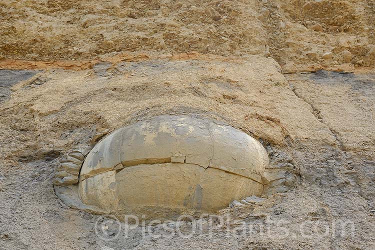 A coastal clay cliff face at Hampden, near Moeraki, Otago, New Zealand. The soil layers formed through the movement of the seabed are clearly visible. Near spherical boulders form under pressure in this soil and over time emerge onto the beach.