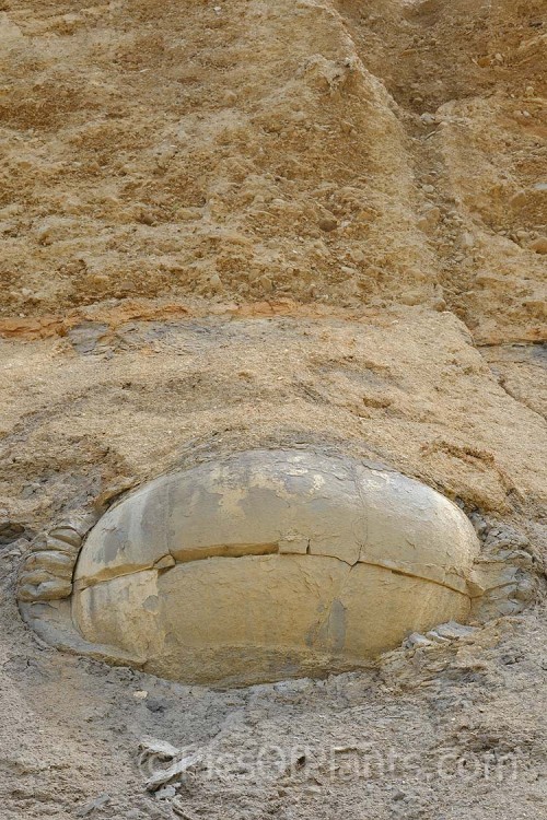 A coastal clay cliff face at Hampden, near Moeraki, Otago, New Zealand. The soil layers formed through the movement of the seabed are clearly visible. Near spherical boulders form under pressure in this soil and over time emerge onto the beach.