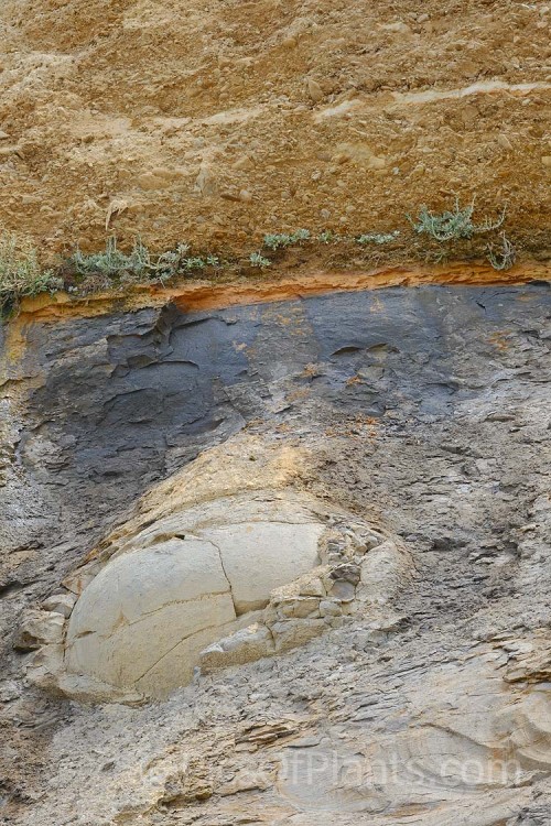 A coastal clay cliff face at Hampden, near Moeraki, Otago, New Zealand. The soil layers formed through the movement of the seabed are clearly visible. Near spherical boulders form under pressure in this soil and over time emerge onto the beach.