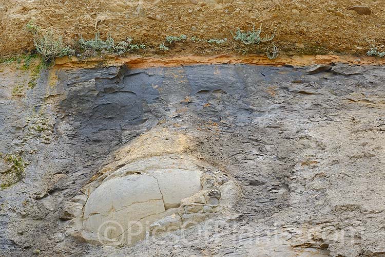 A coastal clay cliff face at Hampden, near Moeraki, Otago, New Zealand. The soil layers formed through the movement of the seabed are clearly visible. Near spherical boulders form under pressure in this soil and over time emerge onto the beach.