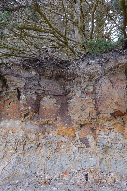 The roots of Monterey Cypress (<i>Hesperocyparis macrocarpa</i> [syn. <i>Cupressus macrocarpa</i>]) penetrating deeply into a heavy, rocky, iron-rich clay soil.