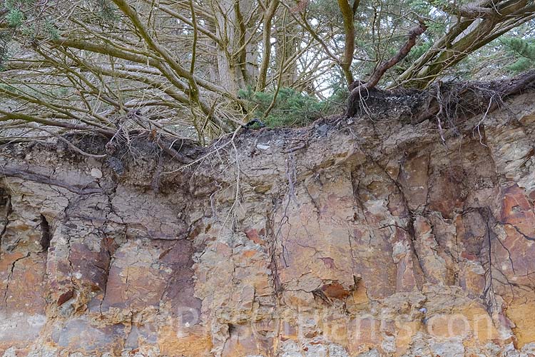 The roots of Monterey Cypress (<i>Hesperocyparis macrocarpa</i> [syn. <i>Cupressus macrocarpa</i>]) penetrating deeply into a heavy, rocky, iron-rich clay soil.