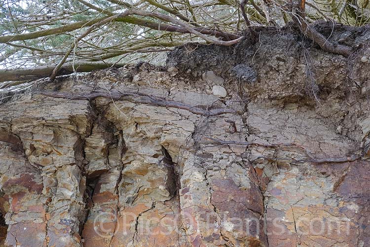 The roots of Monterey Cypress (<i>Hesperocyparis macrocarpa</i> [syn. <i>Cupressus macrocarpa</i>]) penetrating deeply into a heavy, rocky, iron-rich clay soil.