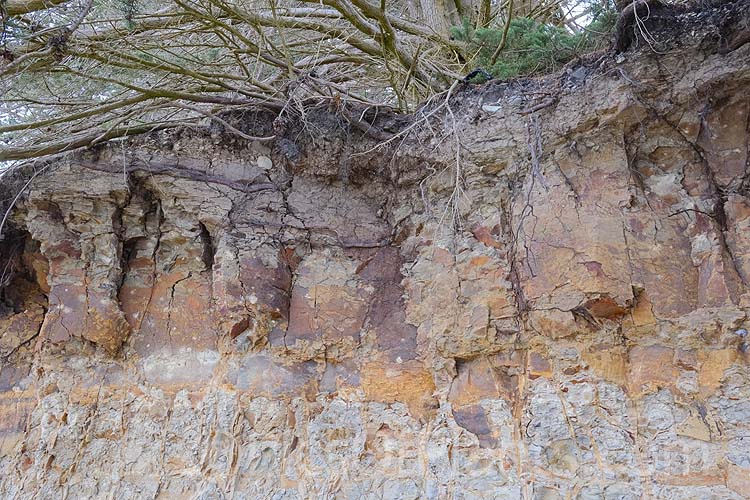 The roots of Monterey Cypress (<i>Hesperocyparis macrocarpa</i> [syn. <i>Cupressus macrocarpa</i>]) penetrating deeply into a heavy, rocky, iron-rich clay soil.