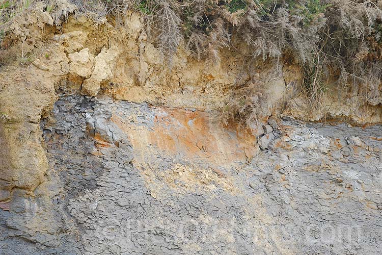 Heavy, rocky, iron-rich clay soil forming a coastal cliff.