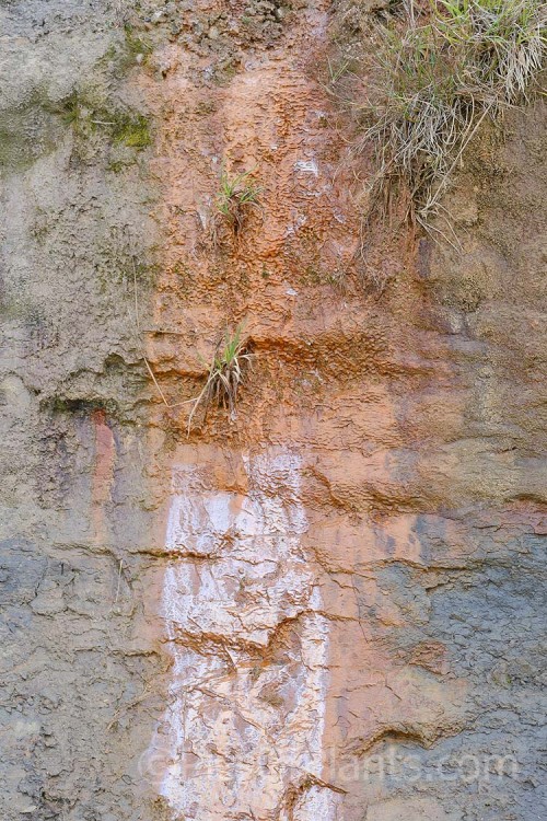 Heavy, rocky, iron-rich clay soil forming a coastal cliff.