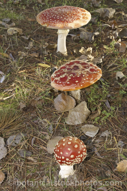 Fly. Agaric (<i>Amanita muscaria</i>), a poisonous. European fungus that is now a common introduced species in many countries. Usually found in clusters in leaf litter, especially conifer needles and poplars leaves, it usually appears with the first rains of autumn.