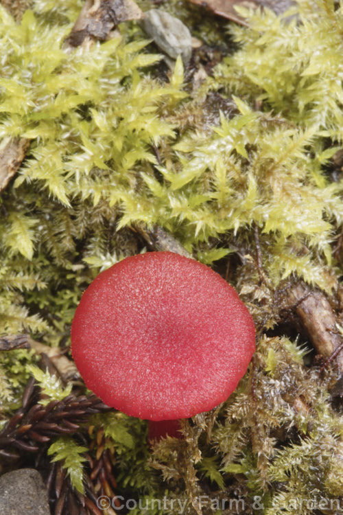 Waxgill (<i>Hygrocybe rubro-carnosa</i>), a colourful New Zealand fungus usually found among leaf litter or on rotting wood in areas with fairly high rainfall and humidity