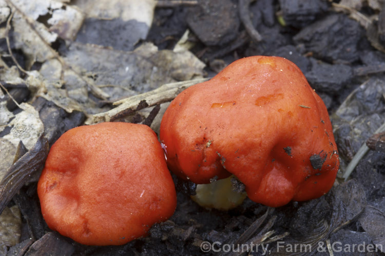 Tobacco. Pouch Fungus (<i>Weraroa erythrophylla</i>), a fungus that commonly occurs in leaf litter under native New Zealand trees. It can appear at any time from late summer until mid-spring.