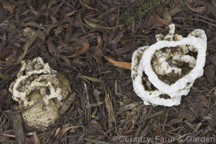 Basket Fungus or Lattice Fungus (<i>Ileodictyon cibarius</i>), a common New Zealand fungus in which the receptacle forms a netted, basketlike ball that often eventually breaks free from the soil. The olive-brown deposit withing the basket is the spore mass. This fungus usually appears from early winter and resists light frosts.