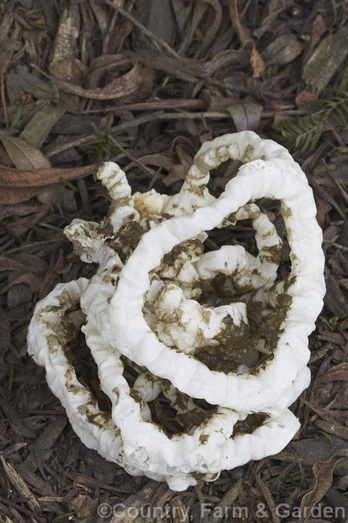 Basket Fungus or Lattice Fungus (<i>Ileodictyon cibarius</i>), a common New Zealand fungus in which the receptacle forms a netted, basketlike ball that often eventually breaks free from the soil. The olive-brown deposit within the basket is the spore mass. This fungus usually appears from early winter and resists light frosts.