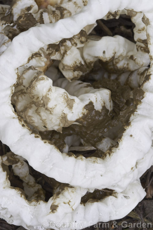 Basket Fungus or Lattice Fungus (<i>Ileodictyon cibarius</i>), a common New Zealand fungus in which the receptacle forms a netted, basketlike ball that often eventually breaks free from the soil. The olive-brown deposit within the basket is the spore mass. This fungus usually appears from early winter and resists light frosts.