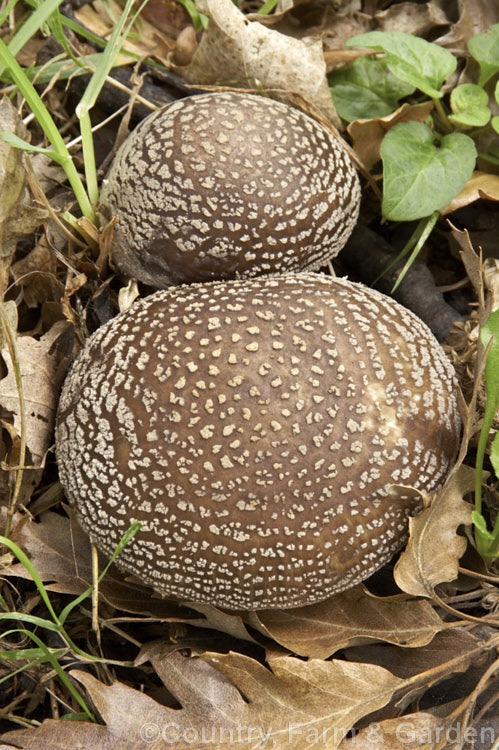 Amanita australis, a poisonous fungus native to New Zealand that usually first appears in mid- to late summer after rain. It is most often found in the leaf litter of Southern. Beech (<i>Nothofagus</i>) trees but can occur elsewhere, though almost always in association with leaf mould.