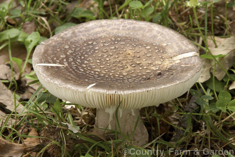 Amanita australis, a poisonous fungus native to New Zealand that usually first appears in mid- to late summer after rain. It is most often found in the leaf litter of Southern. Beech (<i>Nothofagus</i>) trees but can occur elsewhere, though almost always in association with leaf mould.