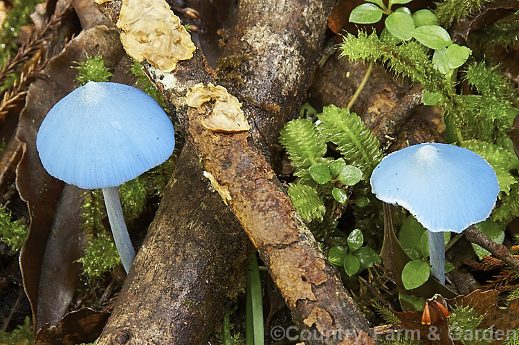 Blue Mushroom (<i>Entoloma hochstetteri</i>), a very brightly coloured New Zealand fungus usually found during autumn in moss or leaf litter-based soil in area of high rainfall and high humidity.