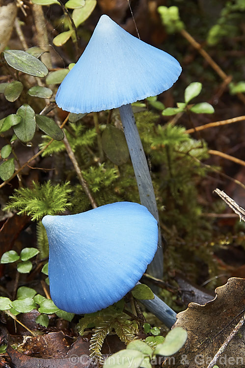 Blue Mushroom (<i>Entoloma hochstetteri</i>), a very brightly coloured New Zealand fungus usually found during autumn in moss or leaf litter-based soil in area of high rainfall and high humidity