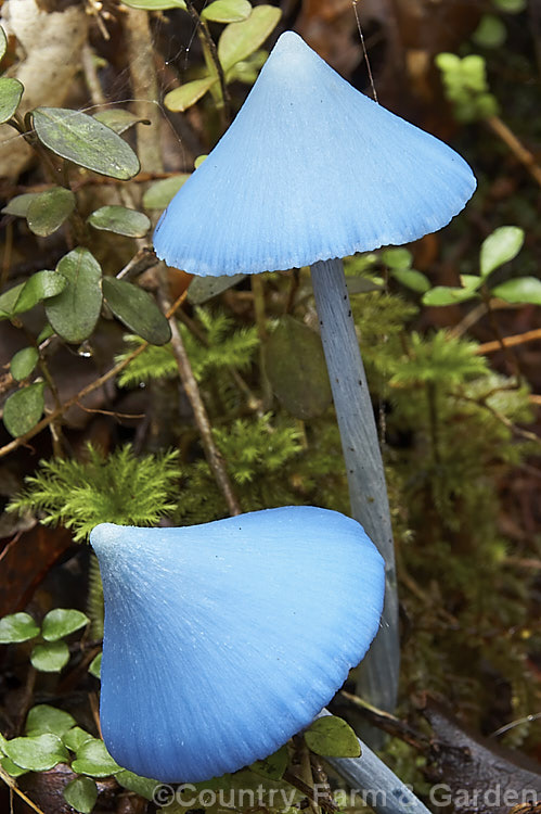 Blue Mushroom (<i>Entoloma hochstetteri</i>), a very brightly coloured New Zealand fungus usually found during autumn in moss or leaf litter-based soil in area of high rainfall and high humidity.