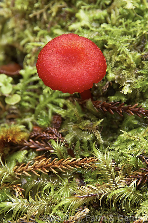 Hygrocybe miniata, a colourful New Zealand fungus usually found among leaf litter or on rotting wood in areas with fairly high rainfall and humidity