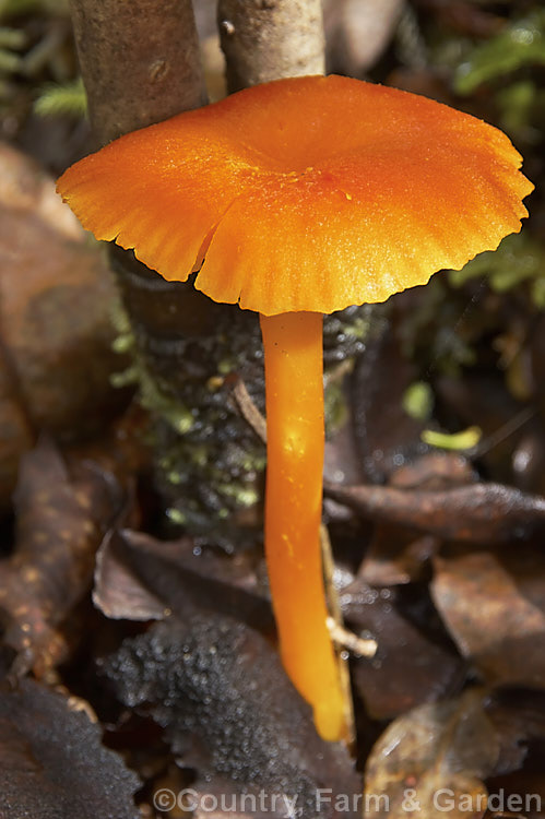 Gliophorus subheteromorphus, a New Zealand fungus that occurs in native woodlands, often in Nothofagus leaf litter, and which appears in autumn.