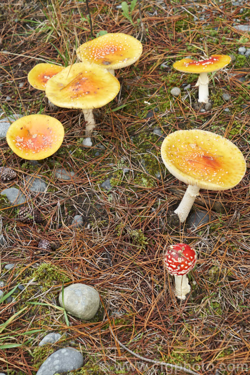 Fly. Agaric (<i>Amanita muscaria</i>), a poisonous. European fungus that is now a common introduced species in many countries. Usually found in clusters in leaf litter, especially conifer needles and poplars leaves, it usually appears with the first rains of autumn. The red colour is water soluble and, as is shown here, can be washed out by heavy rain.