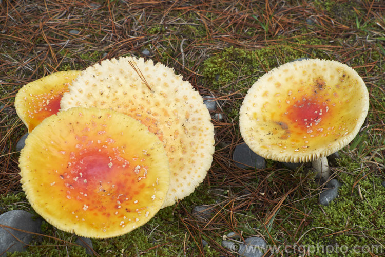 Fly. Agaric (<i>Amanita muscaria</i>), a poisonous. European fungus that is now a common introduced species in many countries. Usually found in clusters in leaf litter, especially conifer needles and poplars leaves, it usually appears with the first rains of autumn. The red colour is water soluble and, as is shown here, can be washed out by heavy rain.