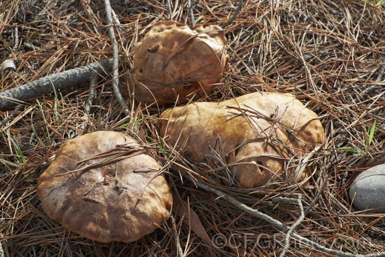 A boletus fungus growing under pines, with which it forms a mycorrhizal relationship.