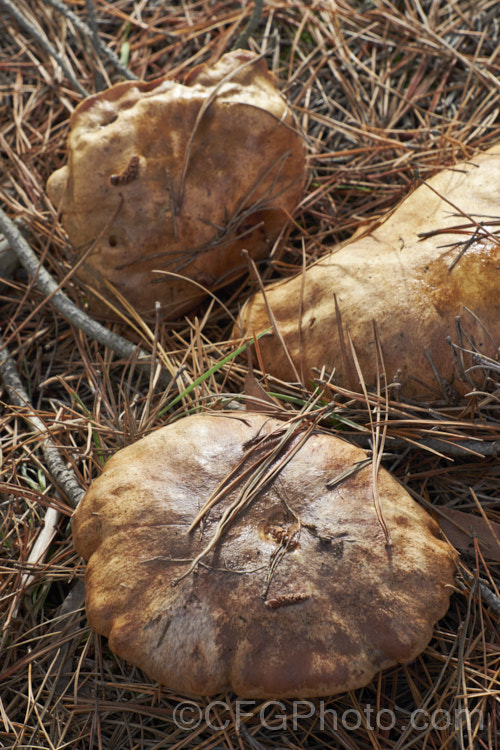 A boletus fungus growing under pines, with which it forms a mycorrhizal relationship.