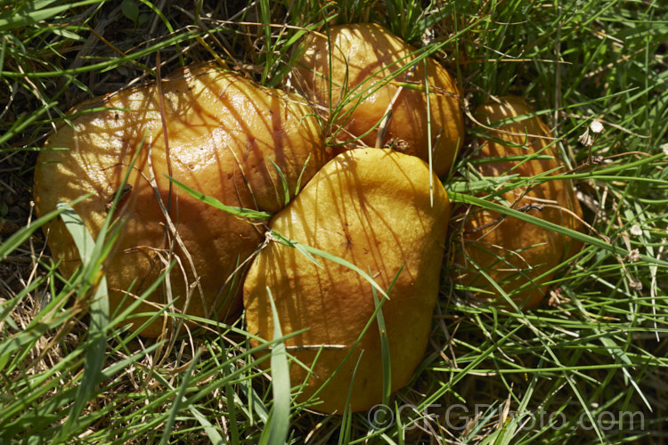 A boletus fungus, possibly. Slippery. Jack or Sticky. Bun. Bolete (<i>Suillus [syn. Boletus] granulatus</i>). Although perhaps visually unappealing, this large fungus is edible and forms a mycorrhizal relationship with pines.