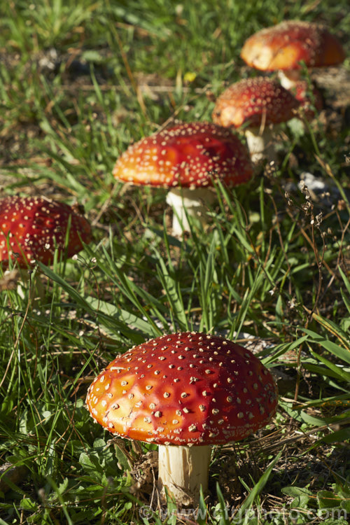 Fly. Agaric (<i>Amanita muscaria</i>), a poisonous. European fungus that is now a common introduced species in many countries. Usually found in clusters in leaf litter, especially conifer needles and poplars leaves, it usually appears with the first rains of autumn.