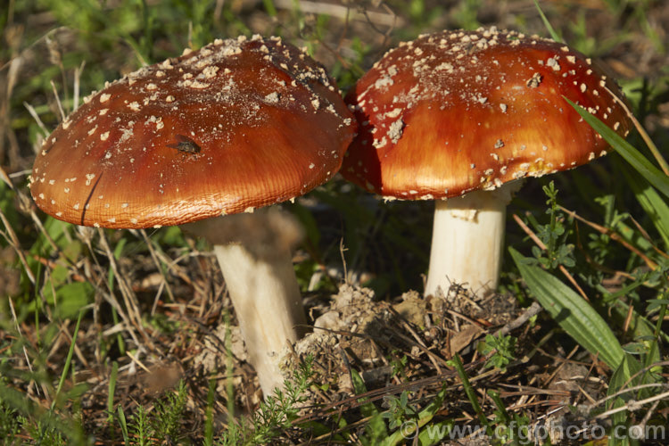 Fly. Agaric (<i>Amanita muscaria</i>), a poisonous. European fungus that is now a common introduced species in many countries. Usually found in clusters in leaf litter, especially conifer needles and poplars leaves, it usually appears with the first rains of autumn.