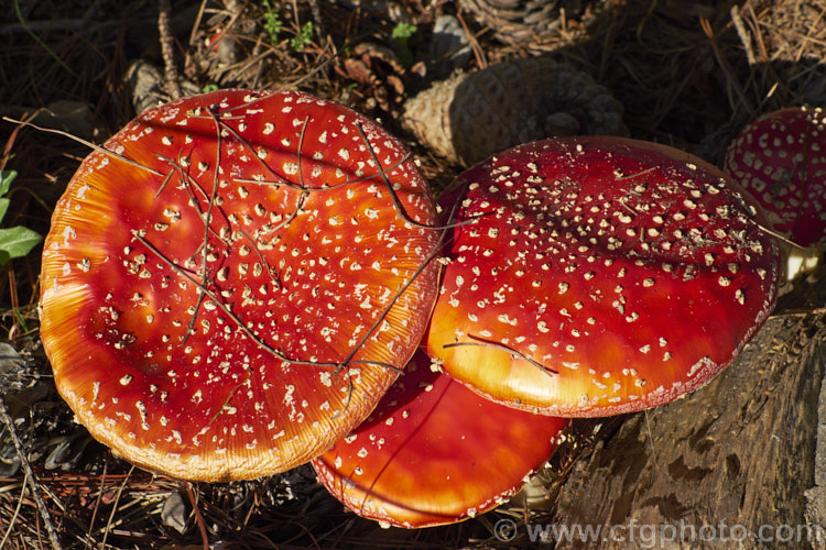 Fly. Agaric (<i>Amanita muscaria</i>), a poisonous. European fungus that is now a common introduced species in many countries. Usually found in clusters in leaf litter, especially conifer needles and poplars leaves, it usually appears with the first rains of autumn.