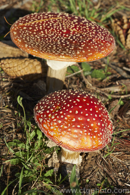 Fly. Agaric (<i>Amanita muscaria</i>), a poisonous. European fungus that is now a common introduced species in many countries. Usually found in clusters in leaf litter, especially conifer needles and poplars leaves, it usually appears with the first rains of autumn.