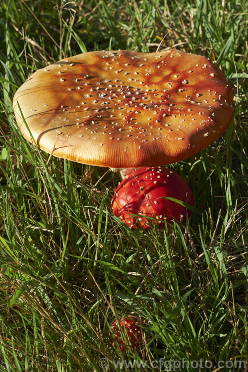 Fly. Agaric (<i>Amanita muscaria</i>), a poisonous. European fungus that is now a common introduced species in many countries. Usually found in clusters in leaf litter, especially conifer needles and poplars leaves, it usually appears with the first rains of autumn.