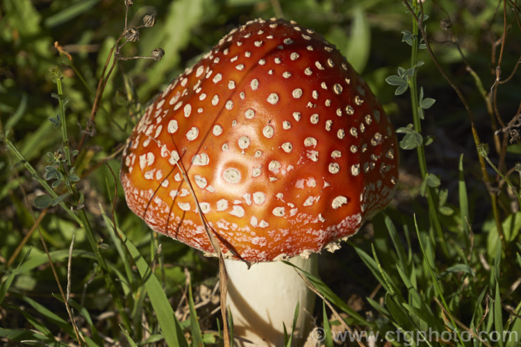 Fly. Agaric (<i>Amanita muscaria</i>), a poisonous. European fungus that is now a common introduced species in many countries. Usually found in clusters in leaf litter, especially conifer needles and poplars leaves, it usually appears with the first rains of autumn.